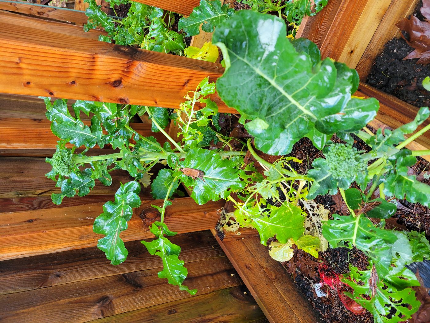 Broccoli growing at Butterthief Gardens in December 2024