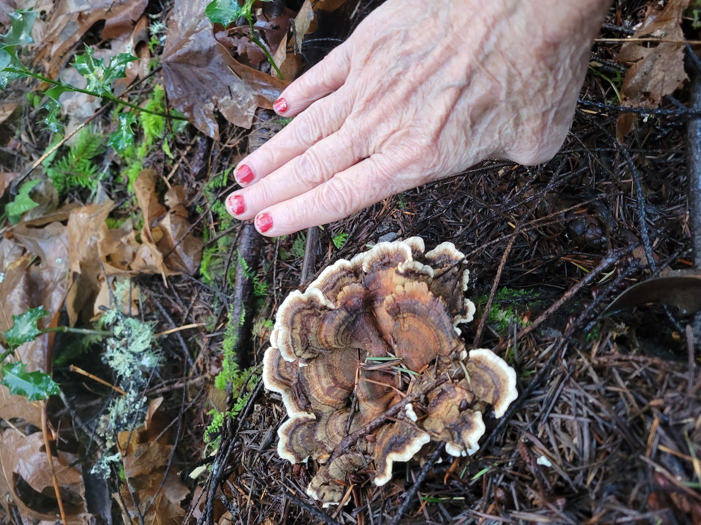 Turkey tail mushrooms at Butterthief Gardens, December 2024