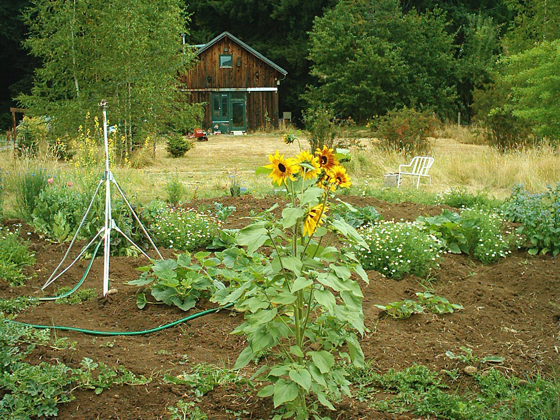 Sunflowers in the garden with the barn house behind