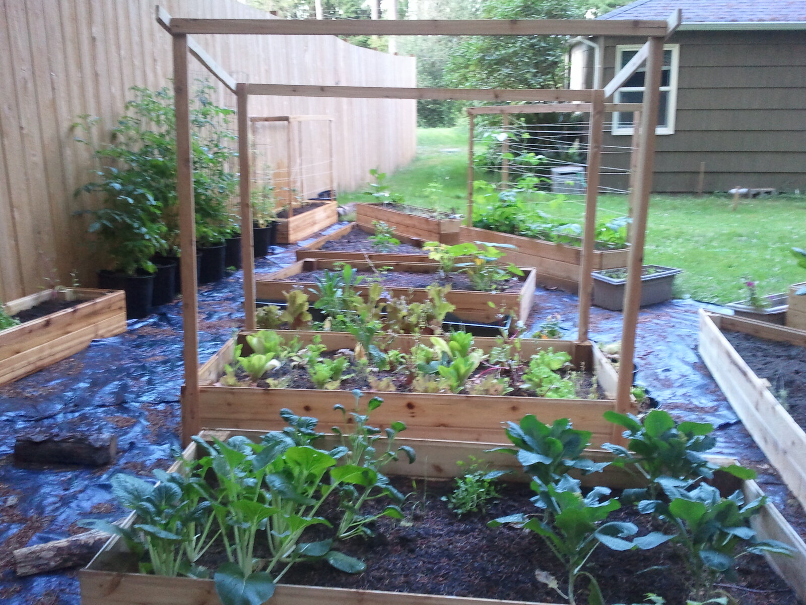Lettuces and greens growing in raised beds beneath the trellis