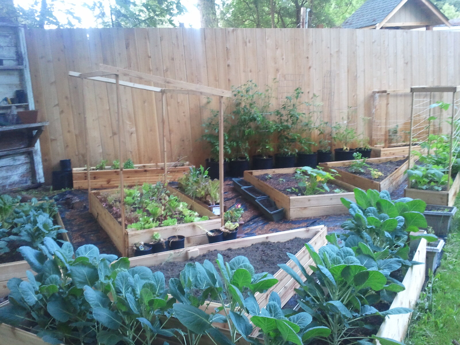 The raised-bed garden in its early years, cedar boxes and trellises