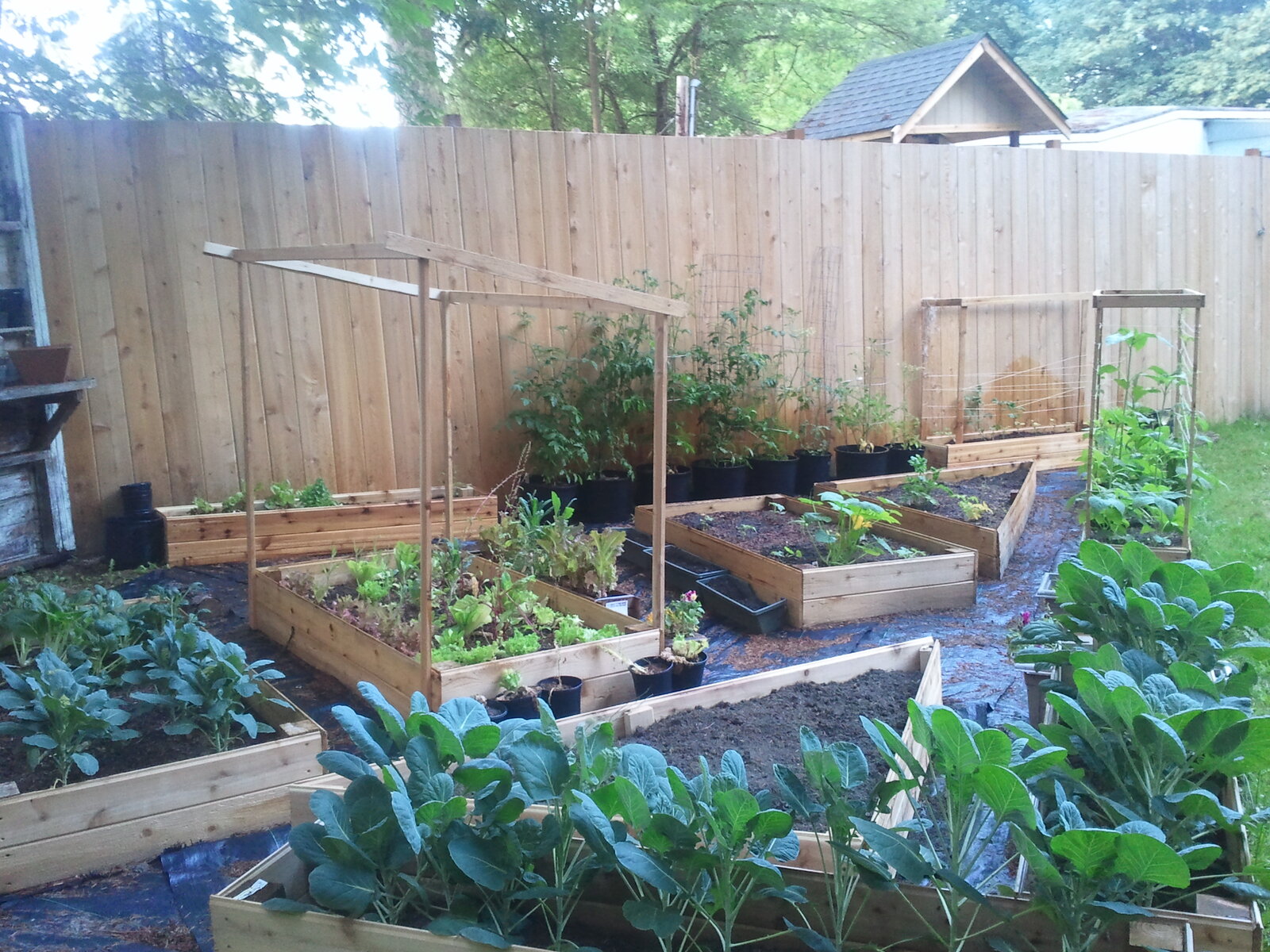 Freshly built cedar raised beds with young plantings
