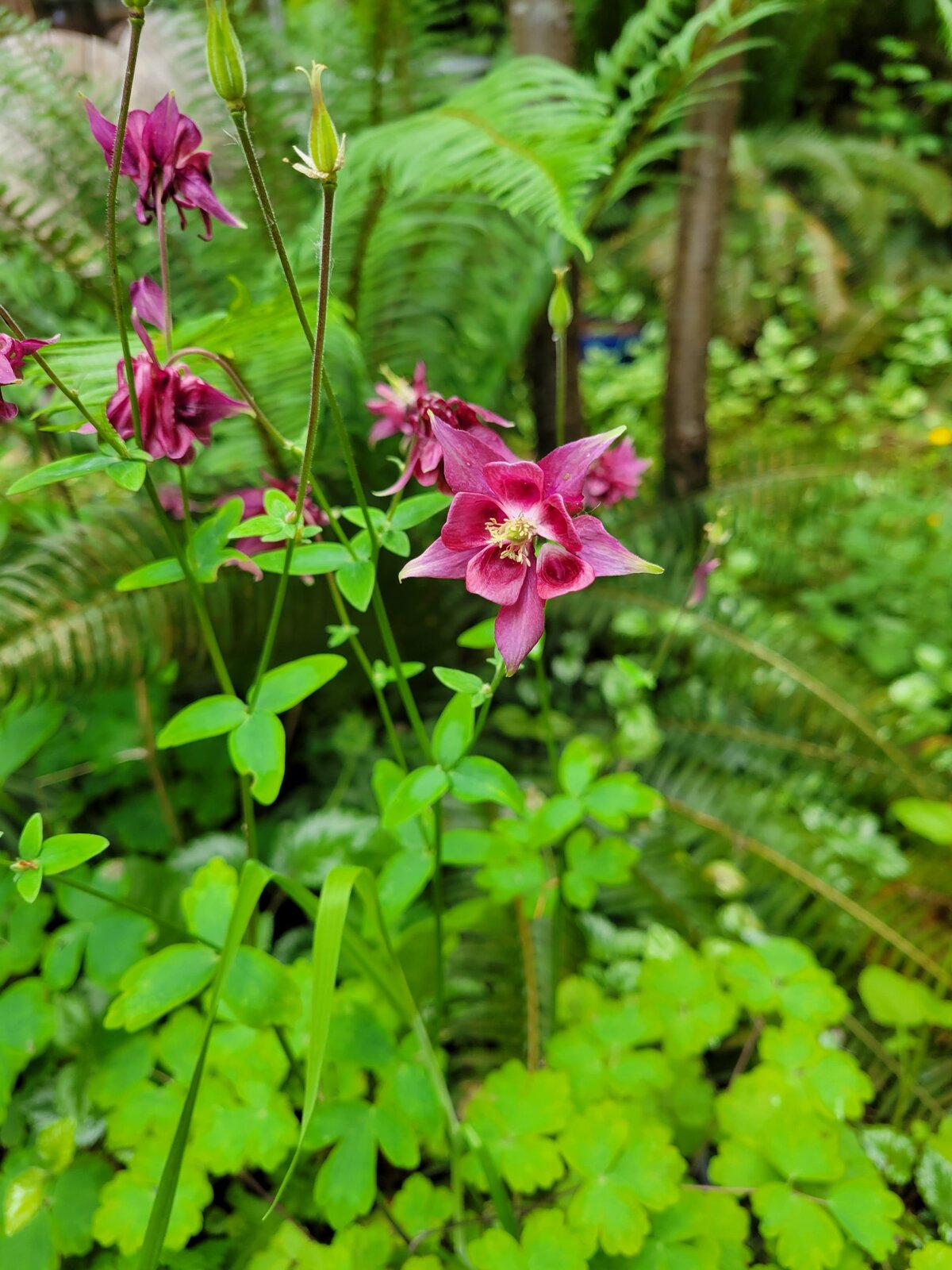 Deep magenta columbine in bloom among ferns