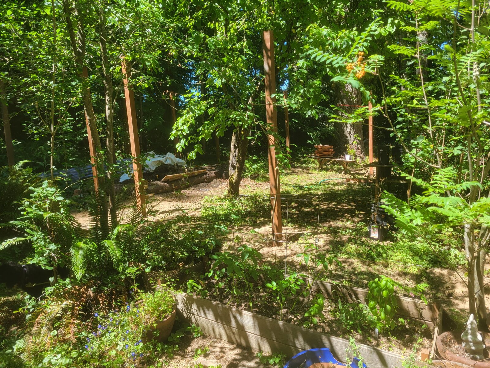 The forest garden with raised beds among the trees