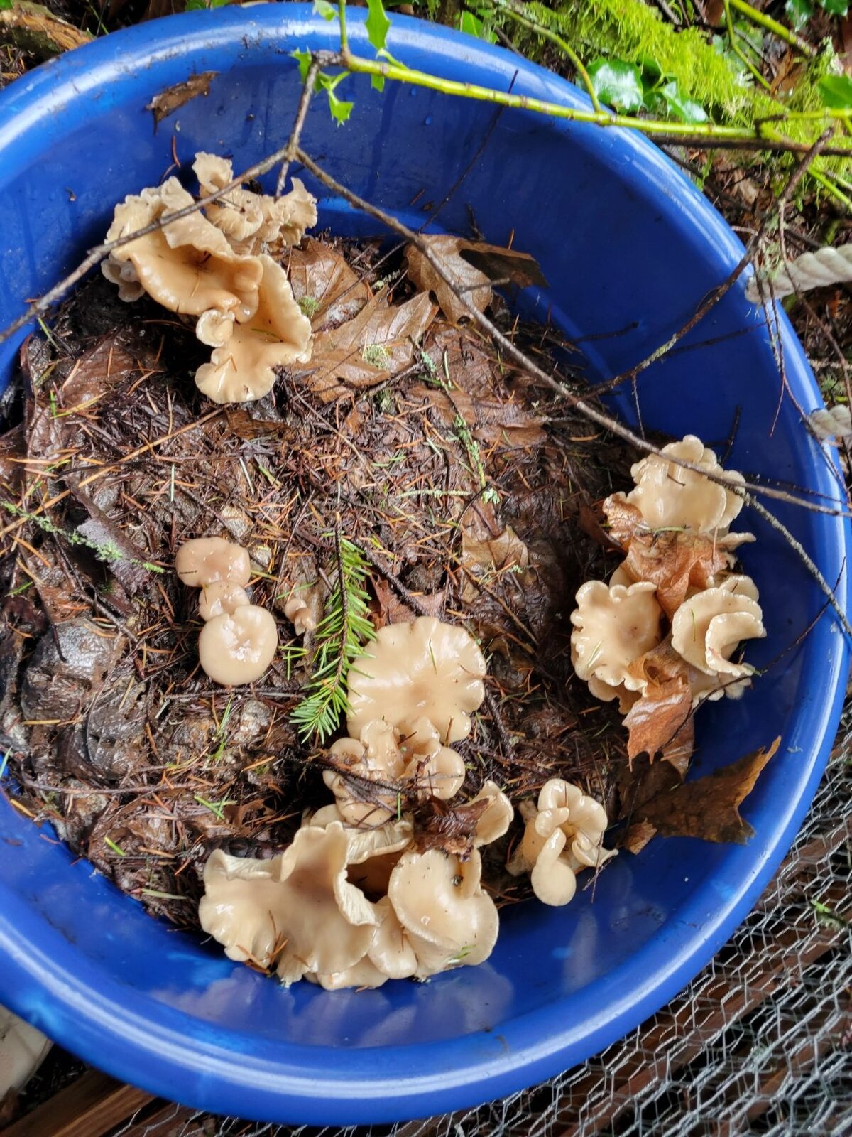 Volunteer mushrooms growing on their own in a garden bucket