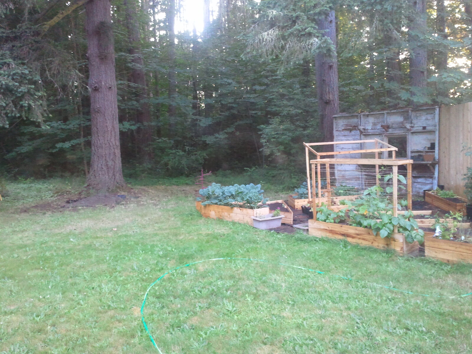 Raised beds at the edge of the forest in evening light