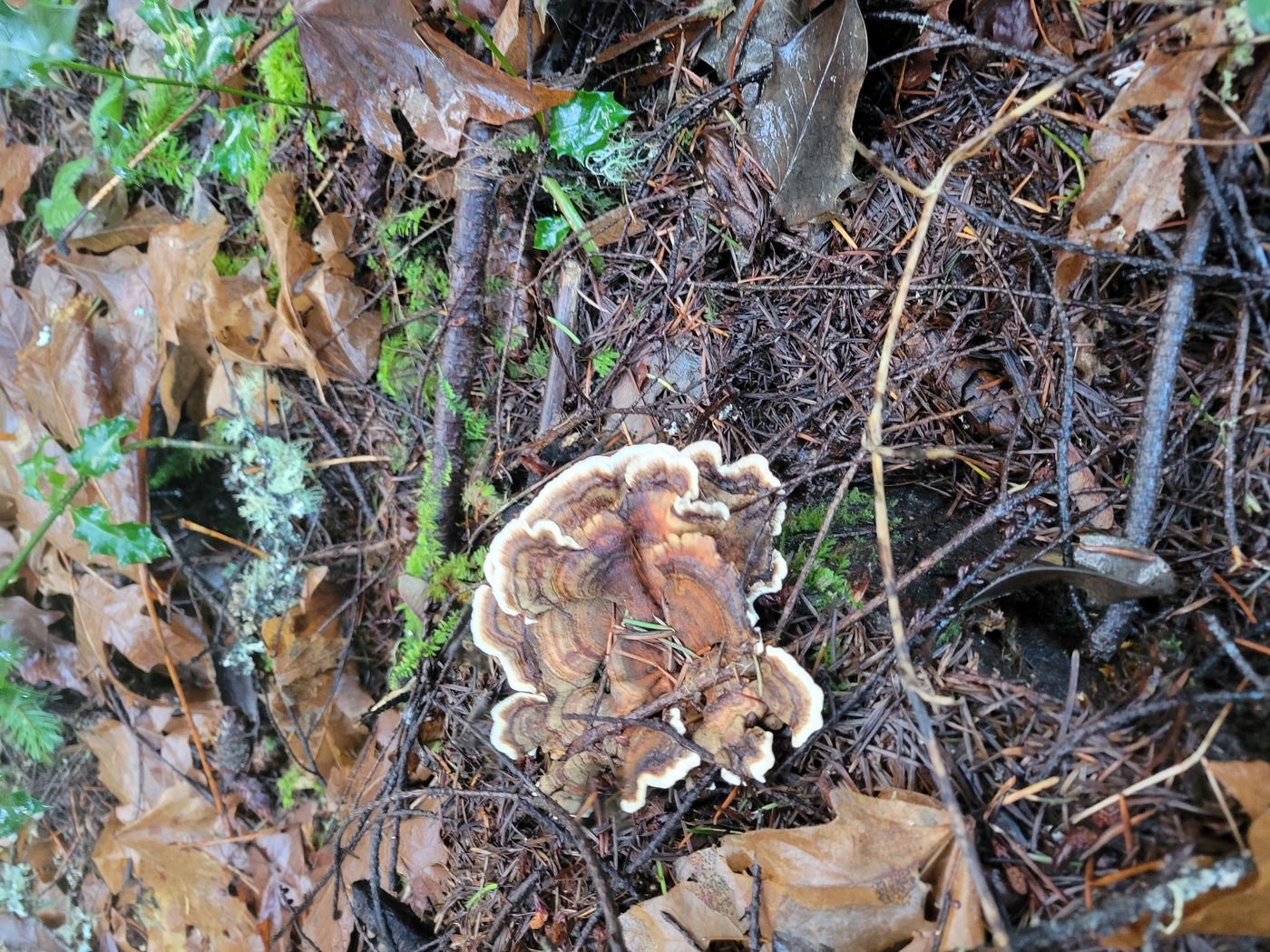 Turkey Tail Fungi