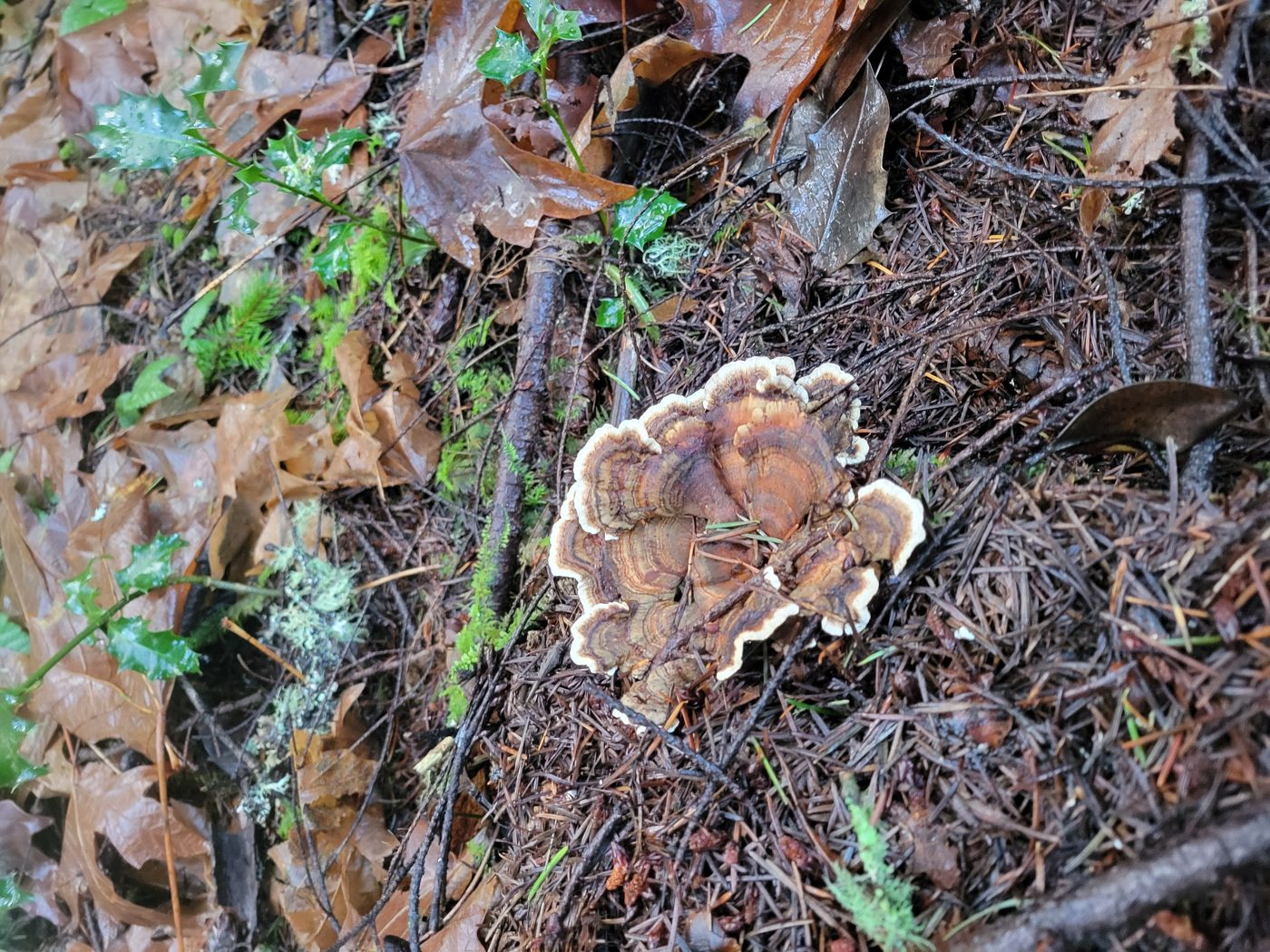 Turkey Tail — Hand for Scale