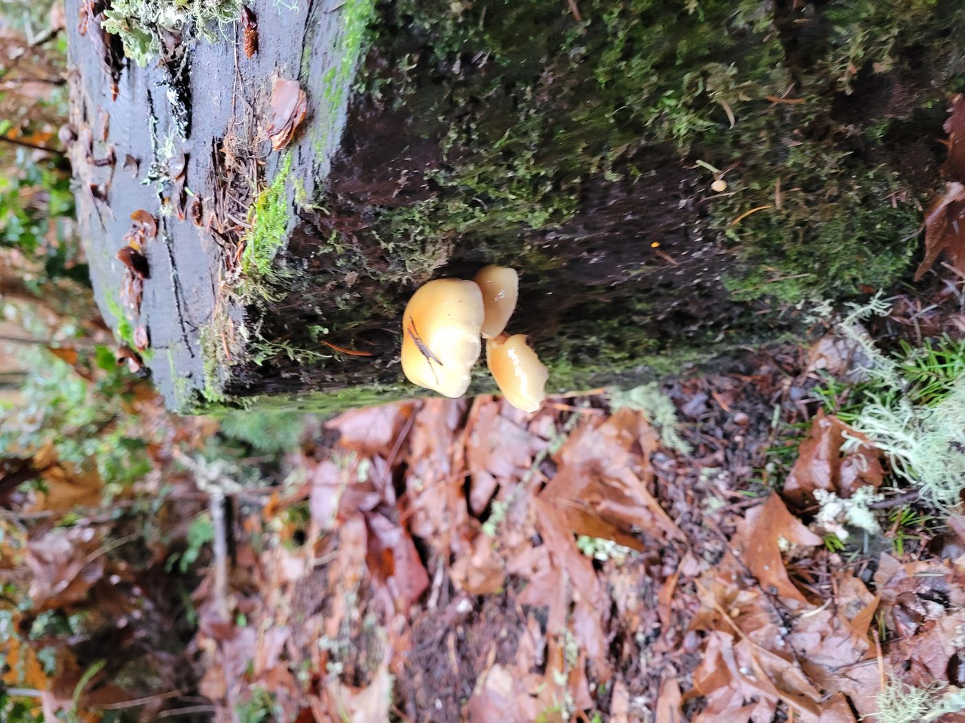 Mushrooms on a Mossy Stump