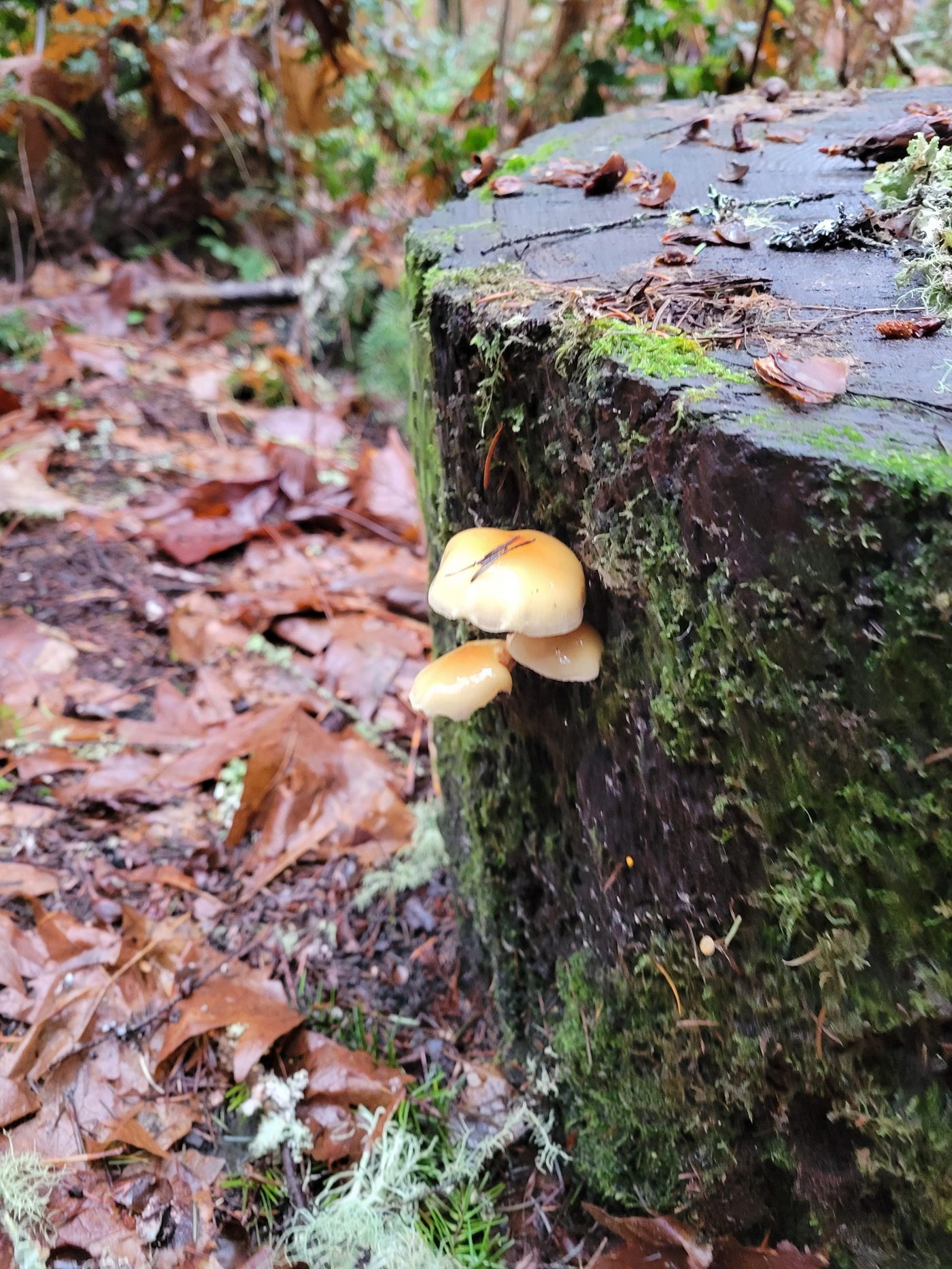 Stump Mushrooms 2025