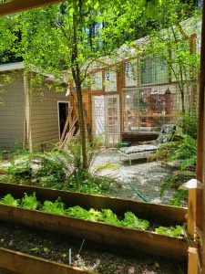 Raised Beds Through the Pergola