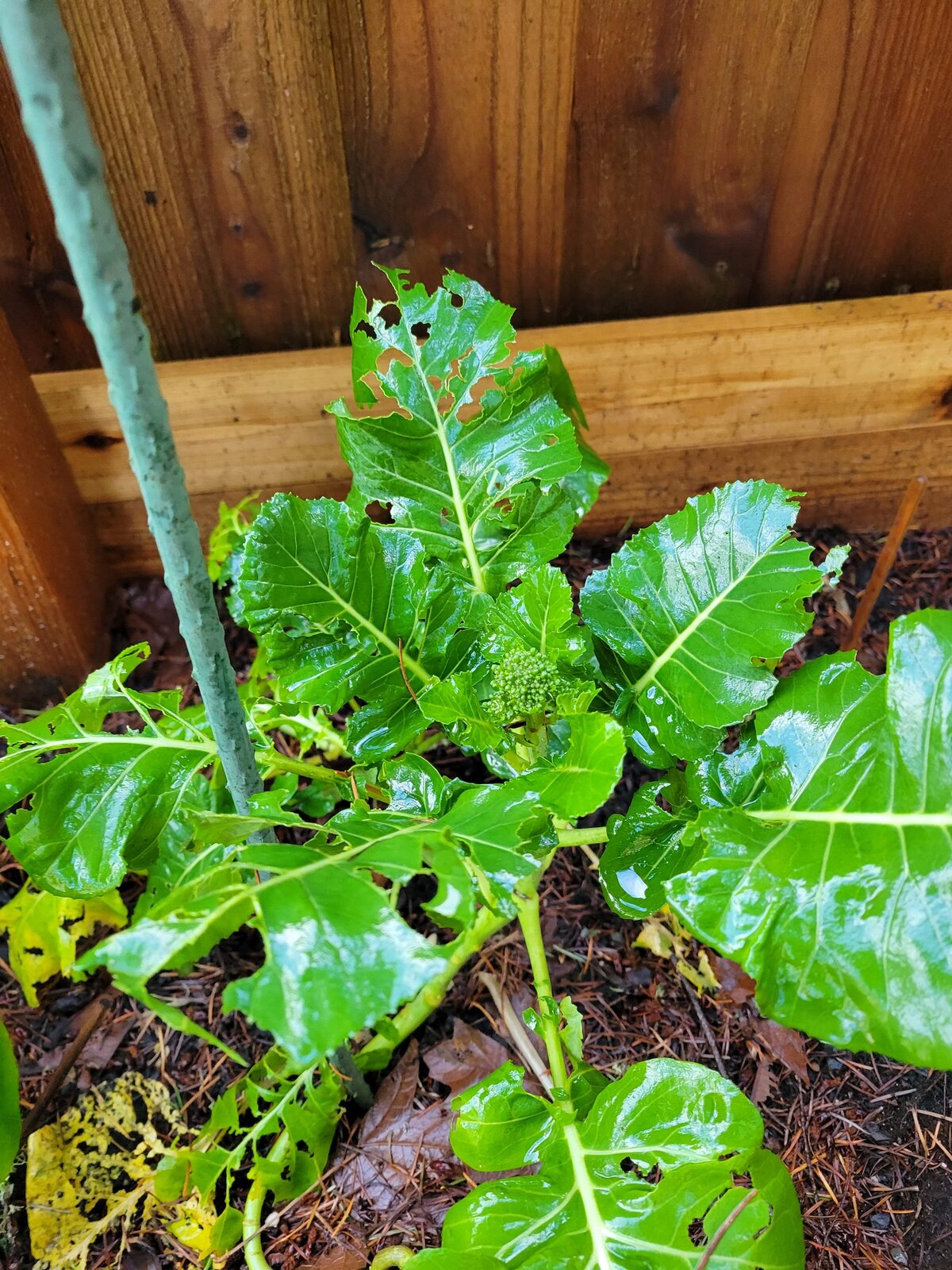 Broccoli in December