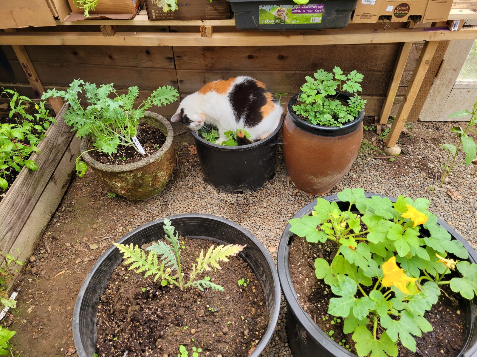 A calico cat among potted herbs in the greenhouse