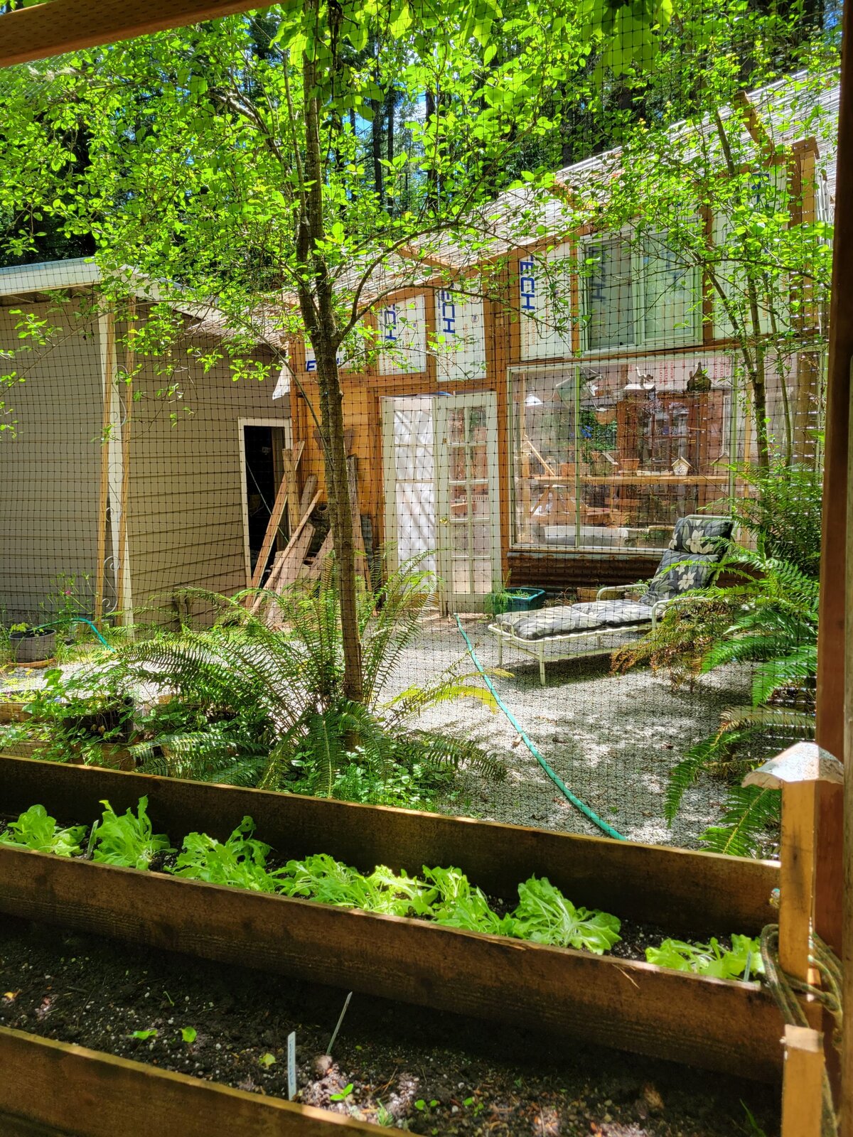 The greenhouse seen through the trees from the berry patch
