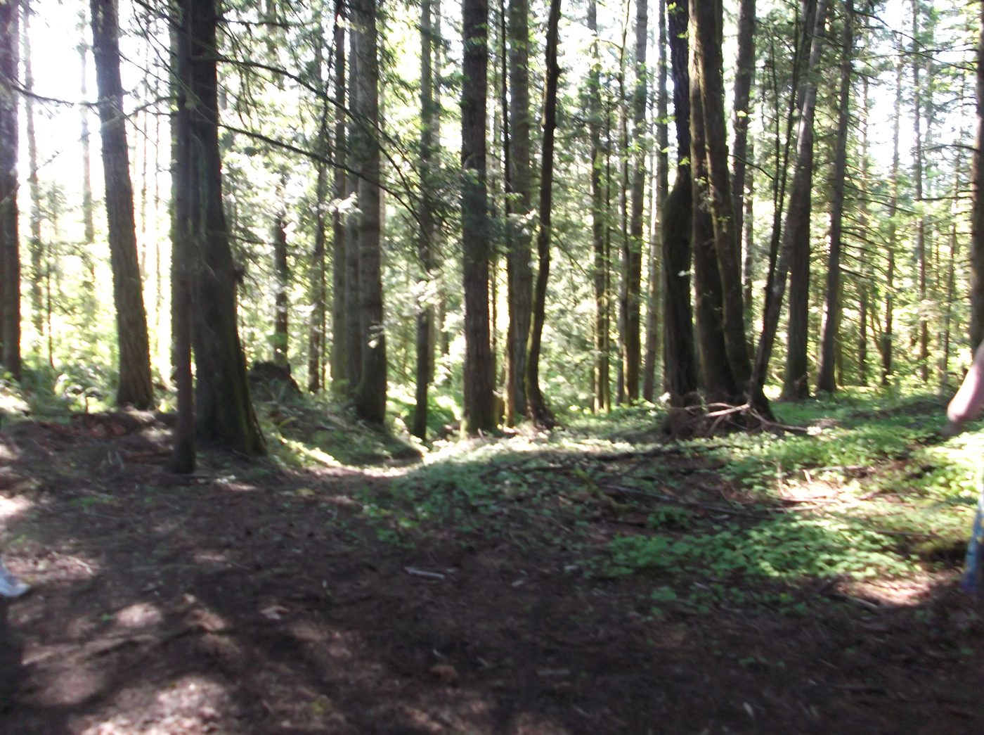 Pacific Northwest forest at Butterthief Gardens