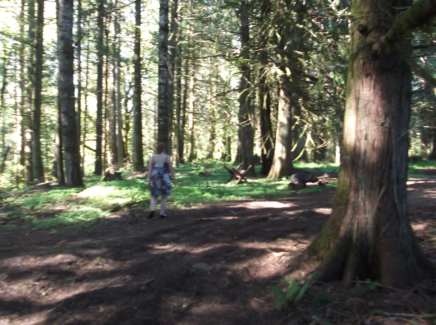 Walking in the forest at Butterthief Gardens