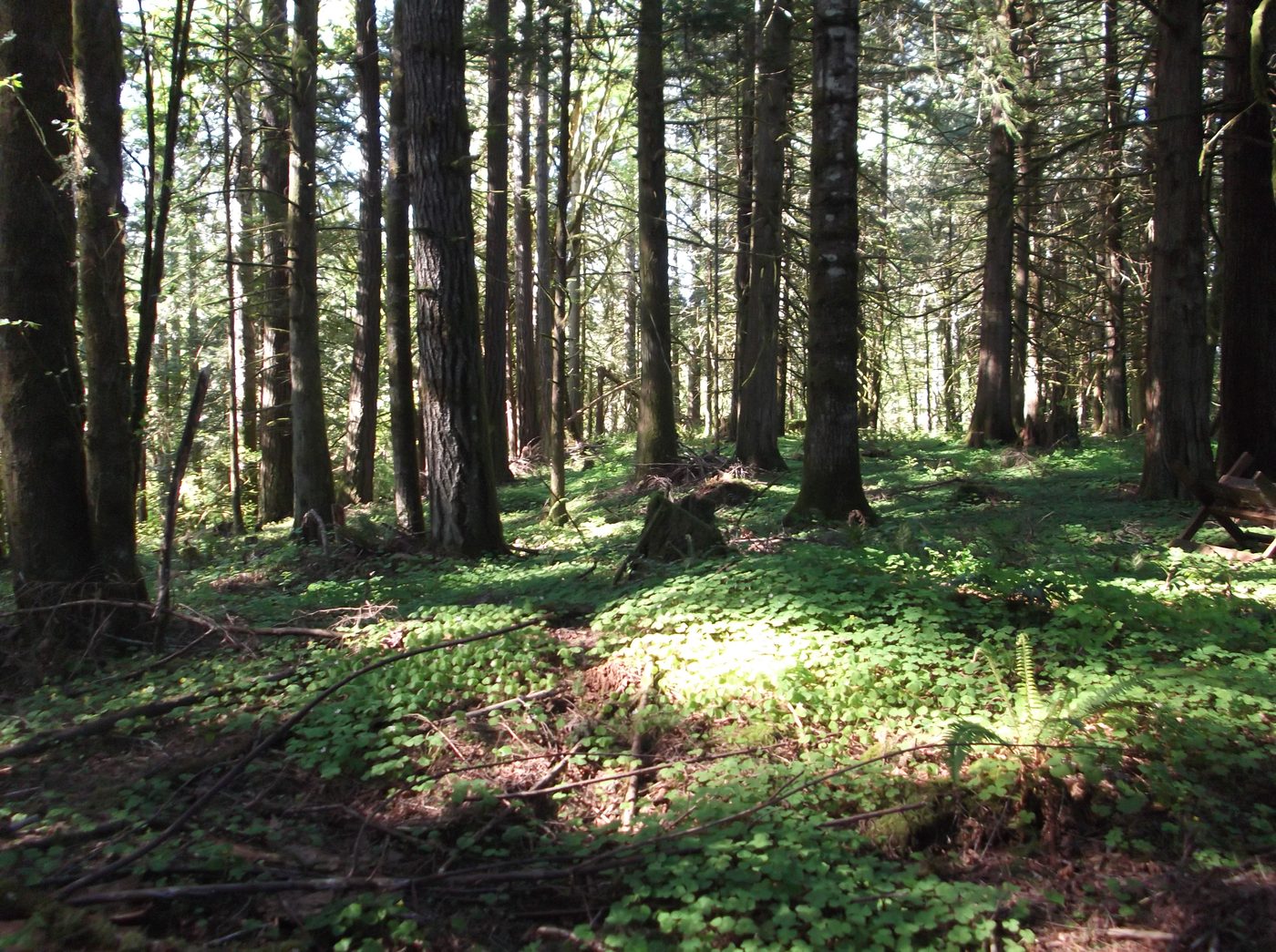 Forest floor covered in clover at Butterthief Gardens